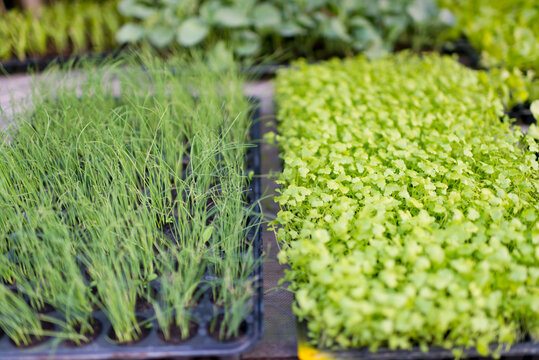 Fresh celery and green onion vegetable seedling growing in pot