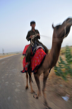 Young camel rider on a running camel