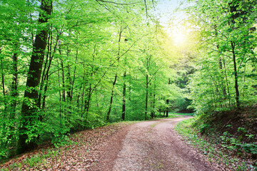 Fototapeta na wymiar Forest road going through the trees on a sunny spring
