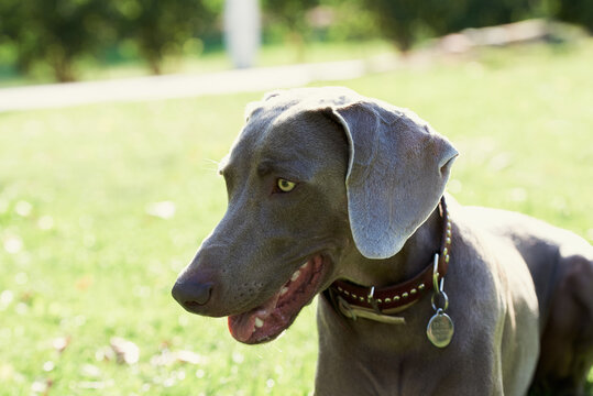 Dog in park.