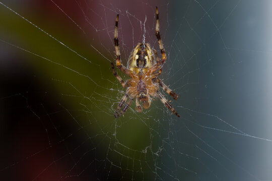 The lower part of the spider, around it is a web