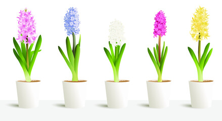 Fototapeta na wymiar Hyacinth isolated on white big vector 3d set in white pots. Interior design, jacinth five colours white, yellow, blue, pink, purple. Hyacinthus orientalis. litwinowii, spring symbol, women day.