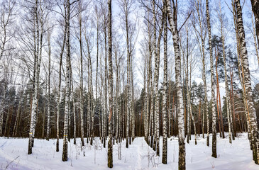 Snow-covered birch grove on a winter sunny day in Riga, Latvia.
Cold winter weather.
