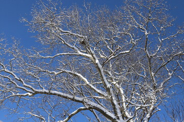 Snow covered oak tree branches against a blue sky