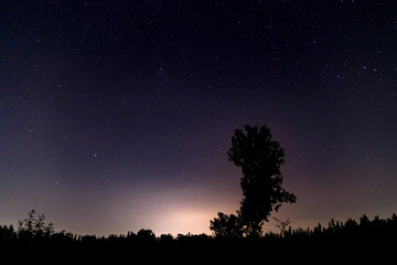 Fototapeta na wymiar Night skyscape with stars and tree silhouette
