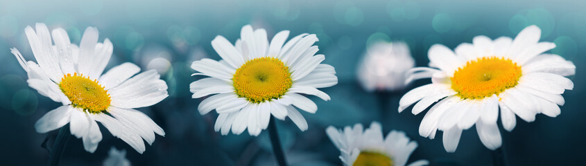White daisy flowers isolated on green background. Macro Shot .