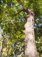Fototapeta premium Paisaje Parque Cuscatlán El Salvador
