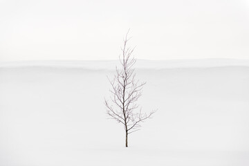 Fototapeta na wymiar Minimal winter snowy landscape with alone beautiful small tree 