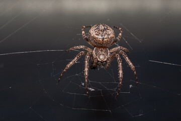 Close up of a brown spider eating