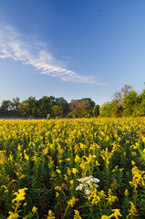 617-23 Springbrook Morning