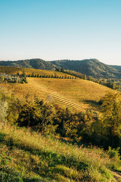 Vineyards in autumn, Collio, Italy