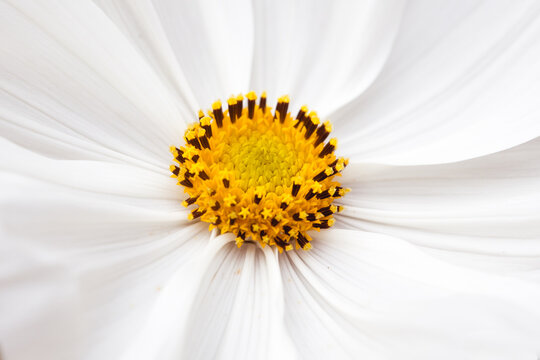 Beautiful white and yellow flower with lovely wavy petals