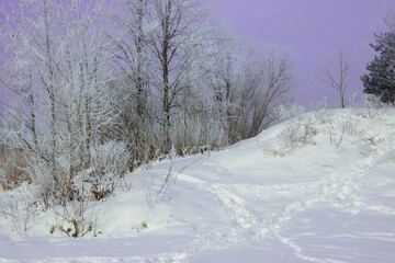 Winter Landscape with frosty trees