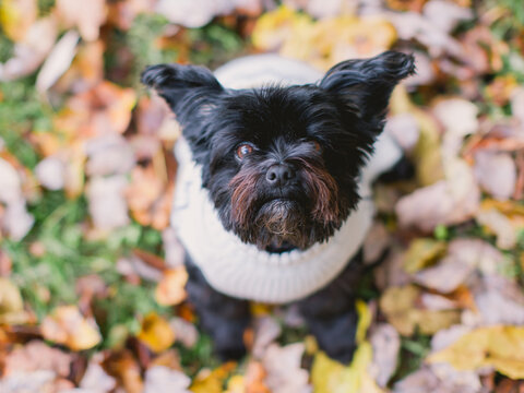 Dog in a Sweater