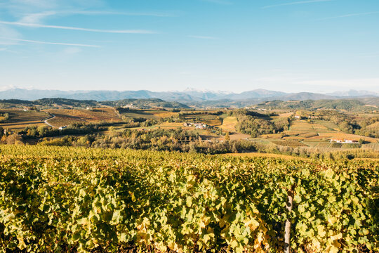 Vineyards in autumn, Collio, Italy