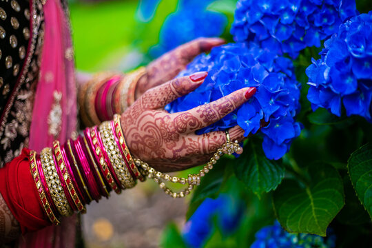 Indian Hindu Bride's Wedding Henna Mehendi Mehndi Hands Holding Blue Hydrangea Flower Close Up