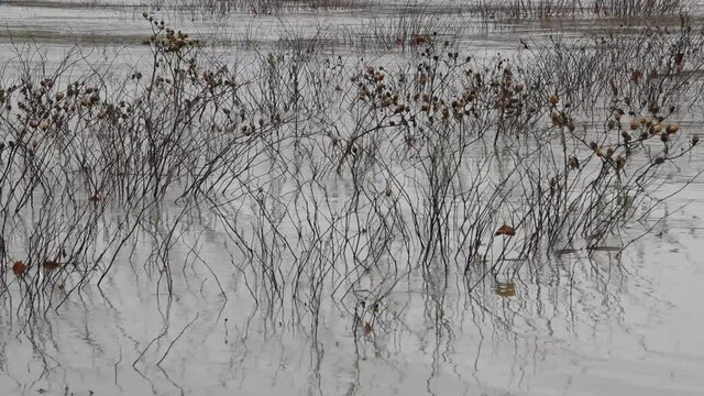 Dry plants (Japanese knotweed and Thistle) in the water during the seasonal Loire flood