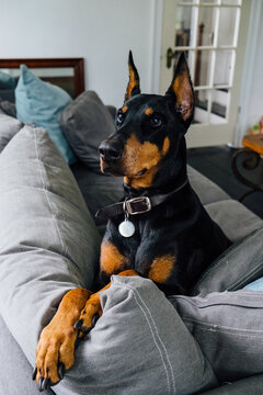 doberman pinscher sitting on the back of a couch