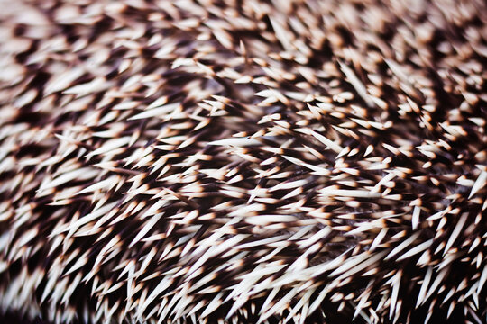 Close up of hedgehog