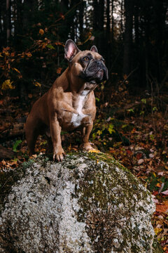 A majestic and regal brown french bulldog posing on a mossy rock.