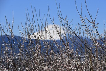 A view of Mt.Fuji in February,completely covered with snow