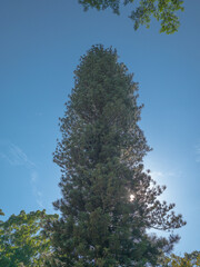 Paisaje Parque Cuscatlán El Salvador