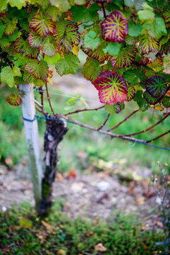 Detail of vineyard