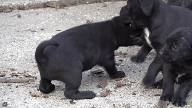 Group of black puppies playing int the yard