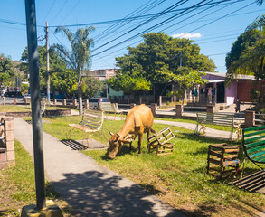 Vaca comiendo en parque en La Libertad