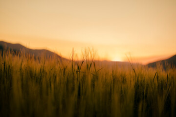Fototapeta na wymiar Green barley field backlit by sun setting down.