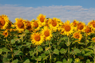 Yellow sunflowers grow in a field against a blue sky with white clouds