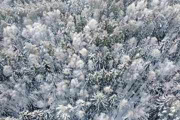 Aerial view of winter nature. Trees covered hoarfrost. Winter forest landscape with snowy trees, top view