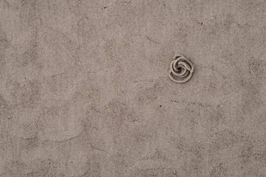 Traces of a lugworm in the sand