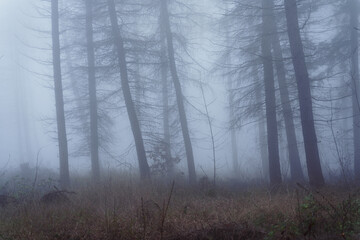 Magischer Nebelwald im kühlen Morgen