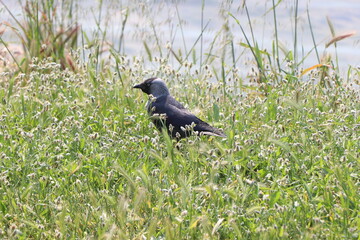 crow on the grass