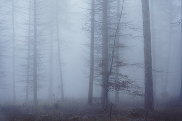 Fototapeta na wymiar Dichter Nebel im Wald