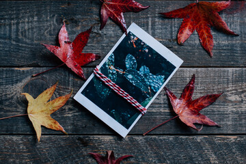 real leaves and leaves potography