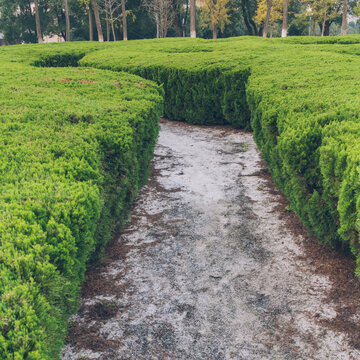 maze garden