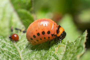 Colorado potato beetle larvae eats potato leaves, damaging agriculture