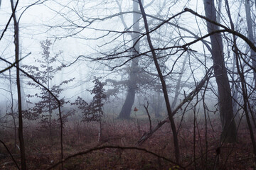 Nebelwald im November