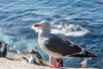The Dolphin Gull (Larus scoresbii)