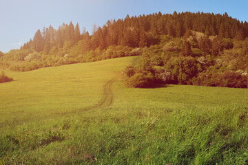 Green meadow on sunny day.Beautiful hilly landscape in background.