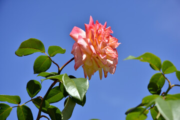 オレンジ色のバラの花