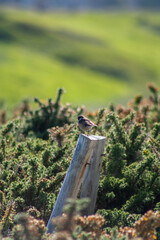 Little bird in the fields