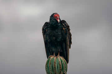 Auro Gallipavo . Zopilote . Baja California Sur . México 