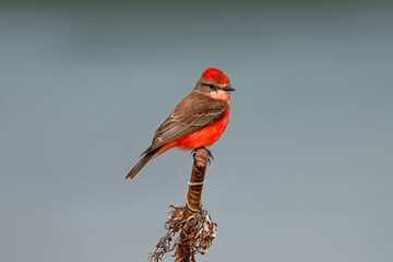 Vermilion Flycatcher . Baja California Sur  México