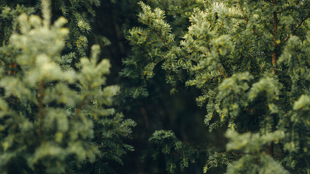 Coniferous trees branches background