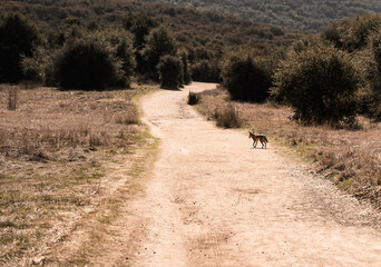 A landscape, hiking trail with a coyote 