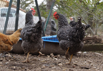 two funny pure bread hen called  Coucou de renne
