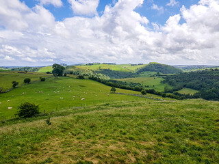 Fototapeta na wymiar landscape with green grass and blue sky